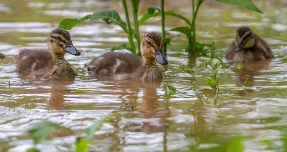 Ducklings in Floodwaters in VA Park
