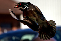 Wood Duck flight in VA PArk