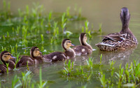 Ducklings in VA Park