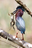 Green Heron and Frog near Mt Clare