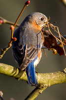 Blue Bird at VA Park