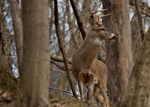 Large Buck along West Fork in Clarksburg