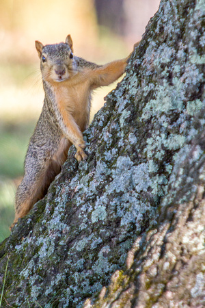 Squirrel in Clarksburg