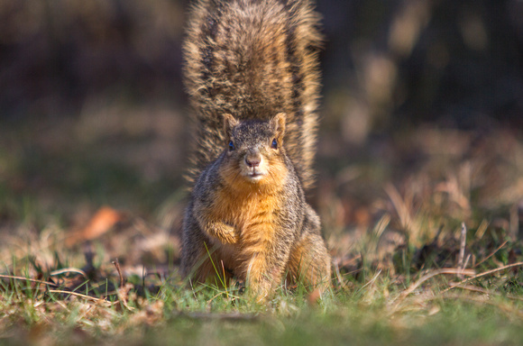 Squirrel in VA Park