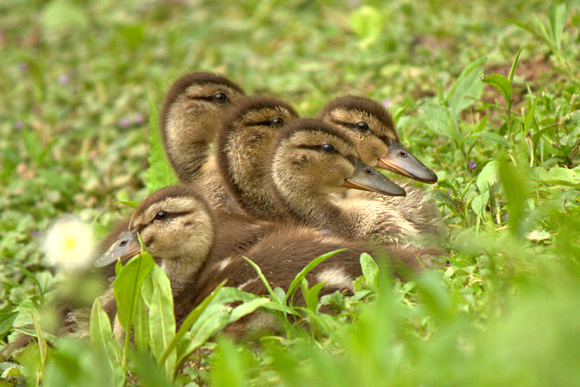 Ducklings in VA Park