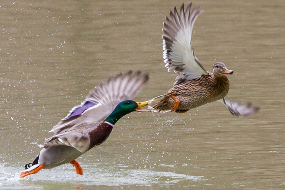 Duck Mating Chase in VA Park